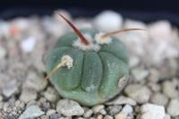 Echinocactus horizonthalonius PD 8